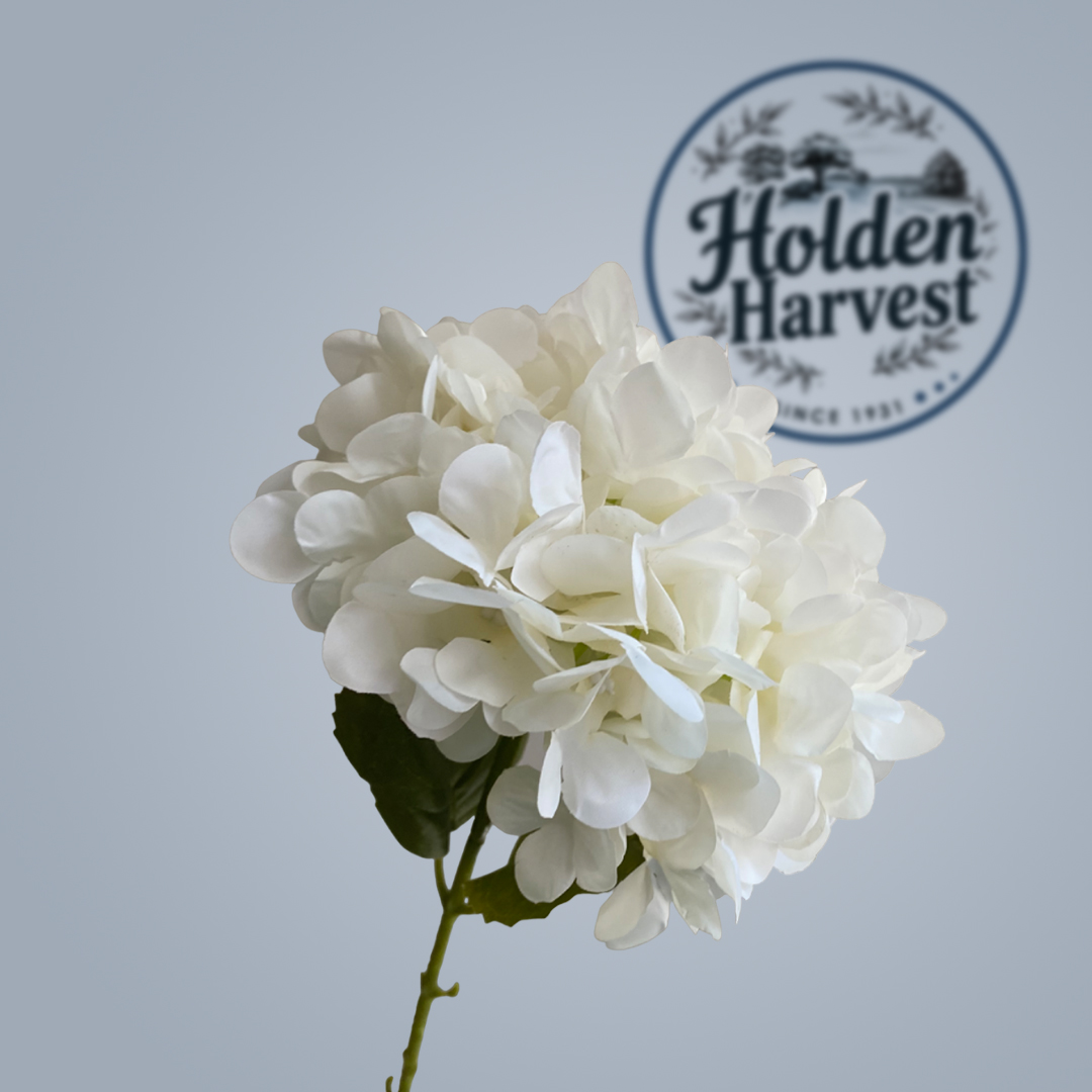 Hydrangea5